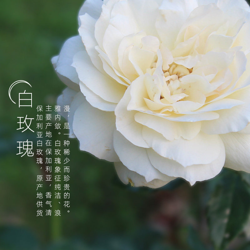 260ml保加利亚白玫瑰纯露补水嫩肤提亮天然植物爽肤水纯露