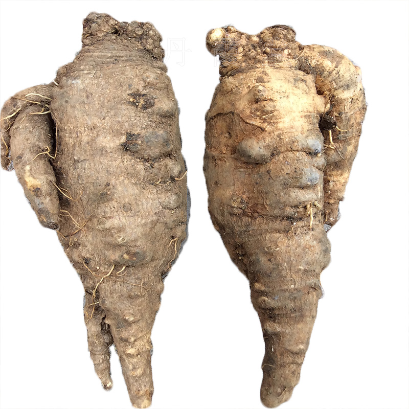 奶参少不乳汁汤料奶水产后产妇传统羊乳海螺泡澡药包