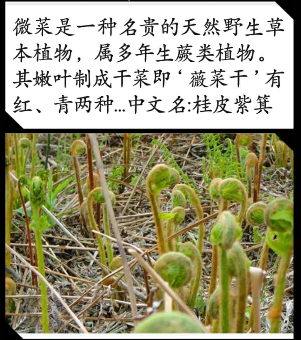 东北山菜名称对照表图片