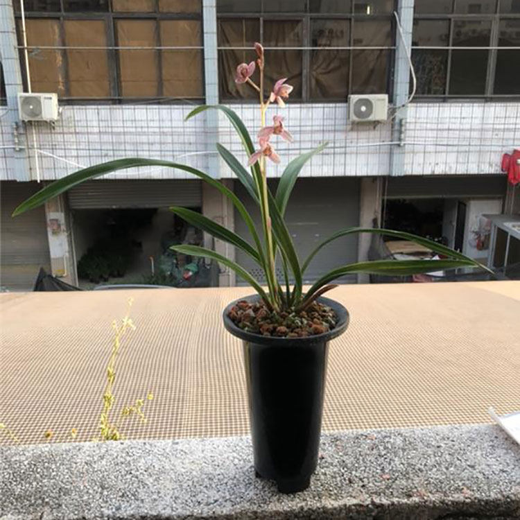 连城兰花金奖四季新秀秀时尚新品种建兰红花东方红时令草本花卉