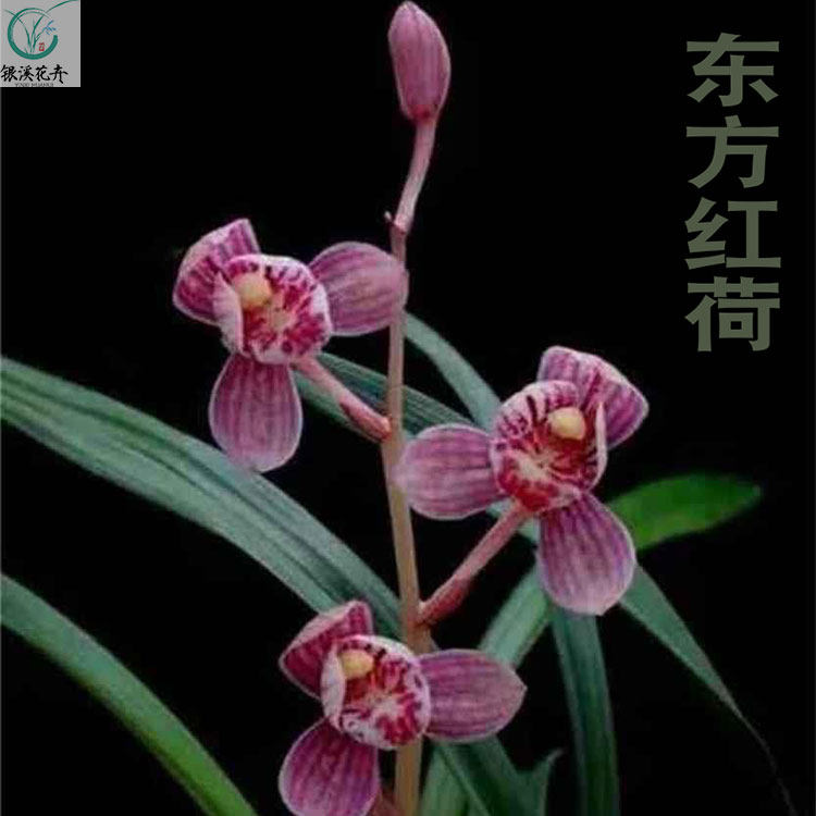 连城兰花金奖四季新秀秀时尚新品种建兰红花东方红时令草本花卉