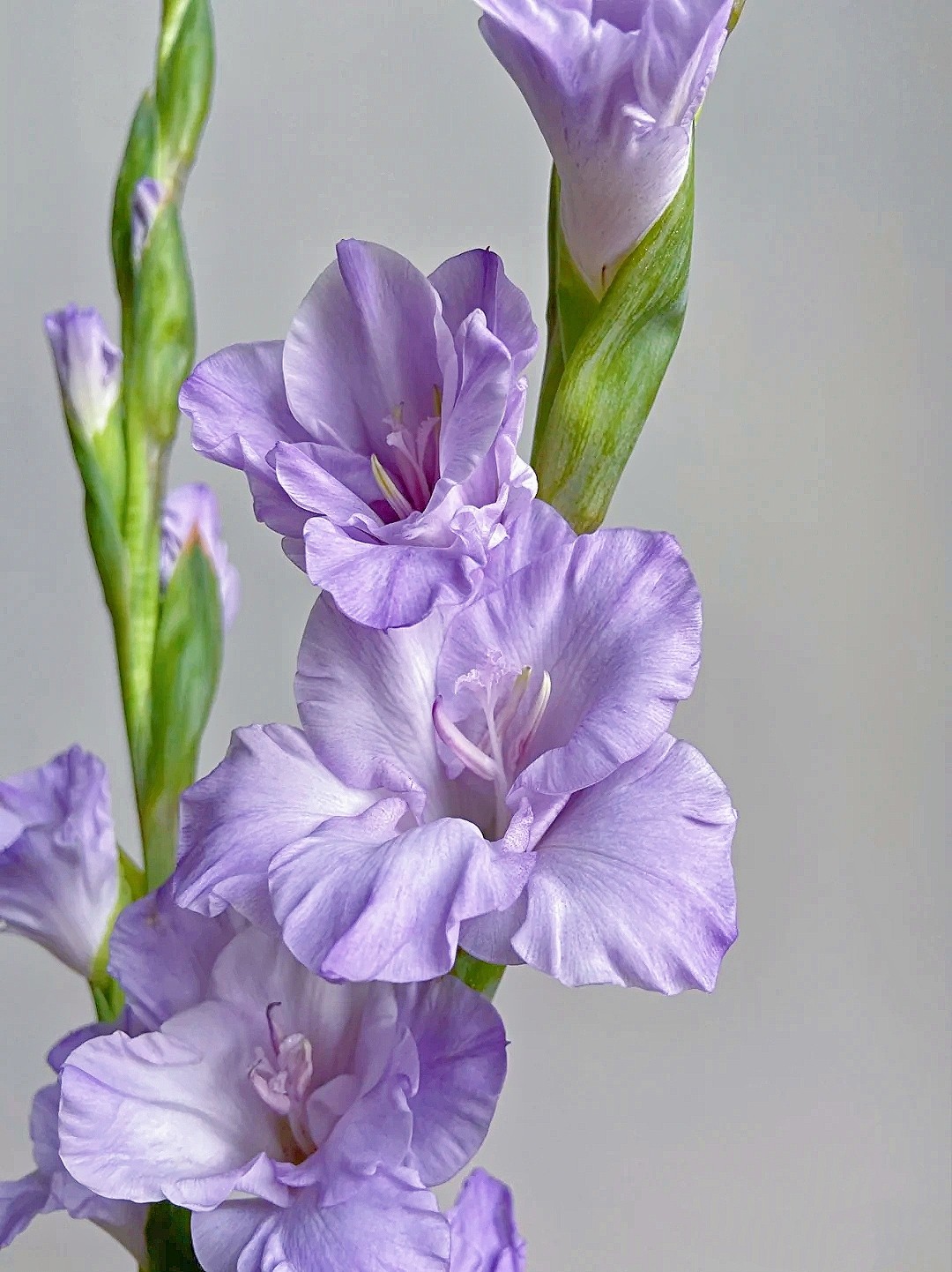 剑兰鲜花 唐菖蒲 云南昆明基地直发家庭婚庆用花水养插花顺丰包邮-mc