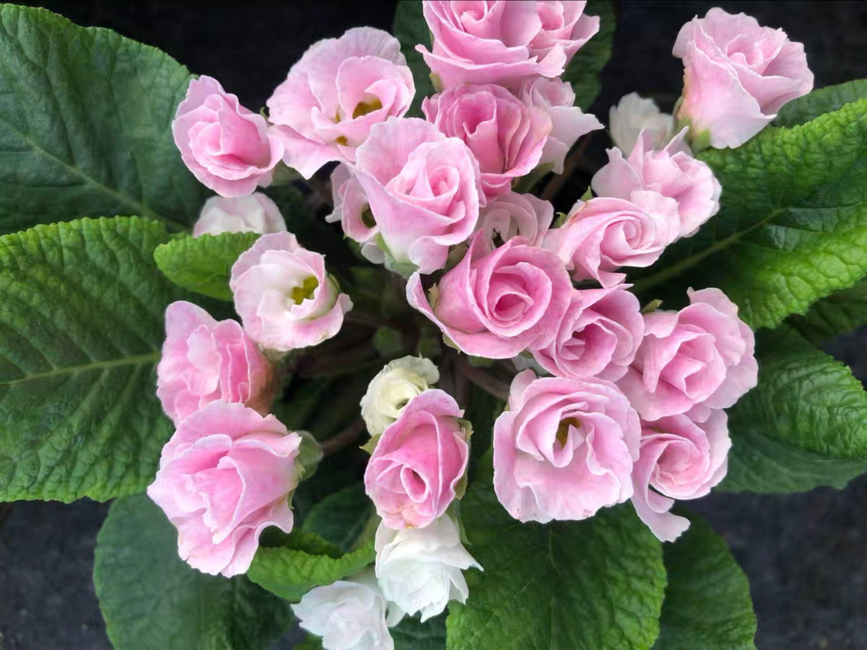 重瓣报春花盆栽欧洲花卉室内冬季耐寒四季开花花卉