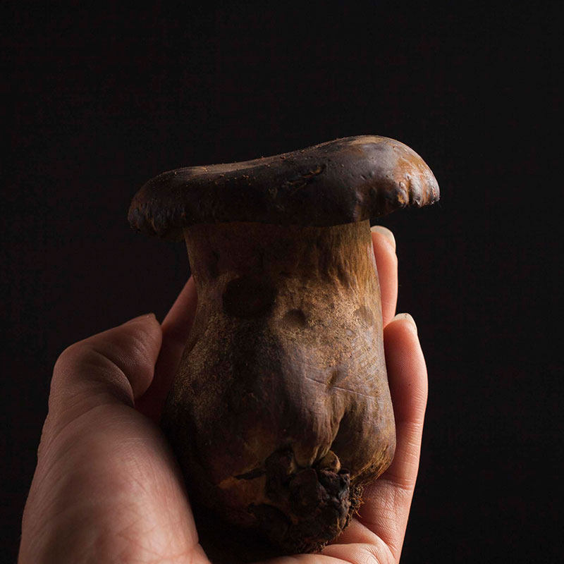 云南一级新鲜野生非干货黑牛肝菌 美味山珍特产蘑菇500g顺丰包邮