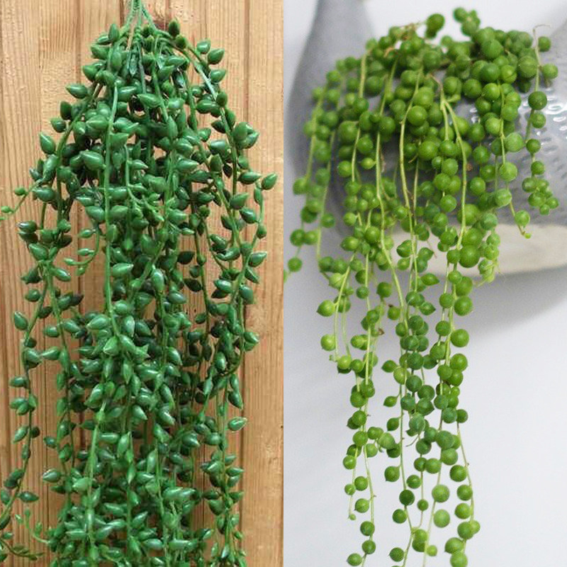 多肉植物佛珠办公办公室室内桌面新款稀有四季多肉植物