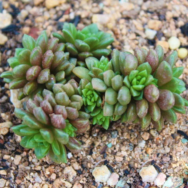 多肉植物小玉新款稀有室内超大萌肉基地地直多肉植物