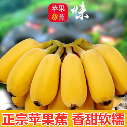 广西苹果蕉粉蕉西贡蕉新鲜水果现摘现现发