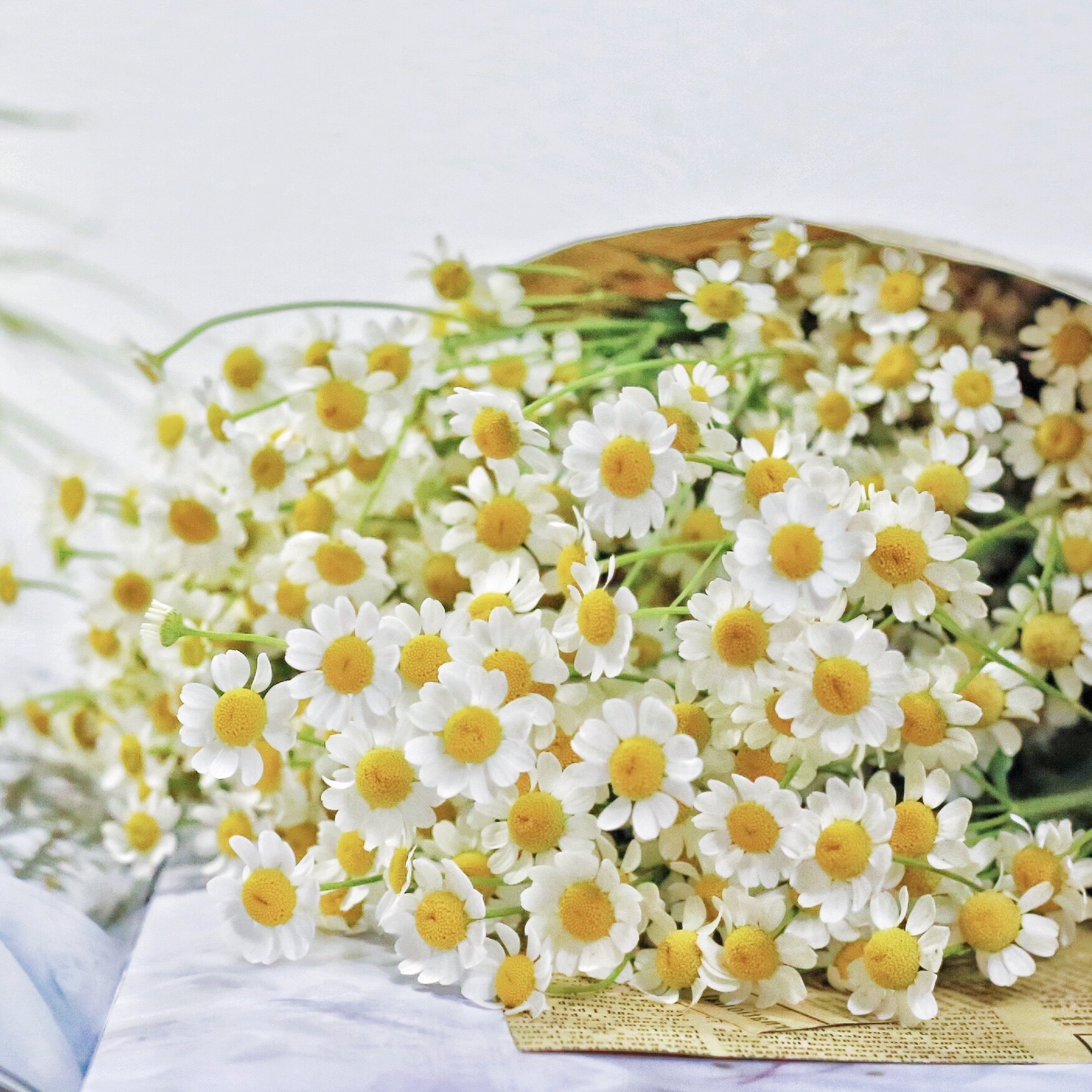 云南昆明严选鲜切花洋甘菊小菊雏菊花束天然水鲜花速递同城