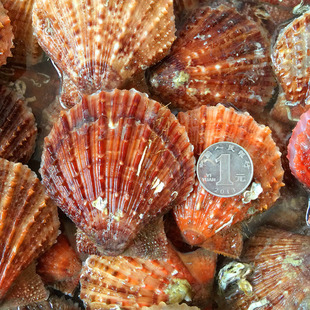 500g 红贝 野生小红贝海鲜鲜活扇贝 天然小扇贝水产