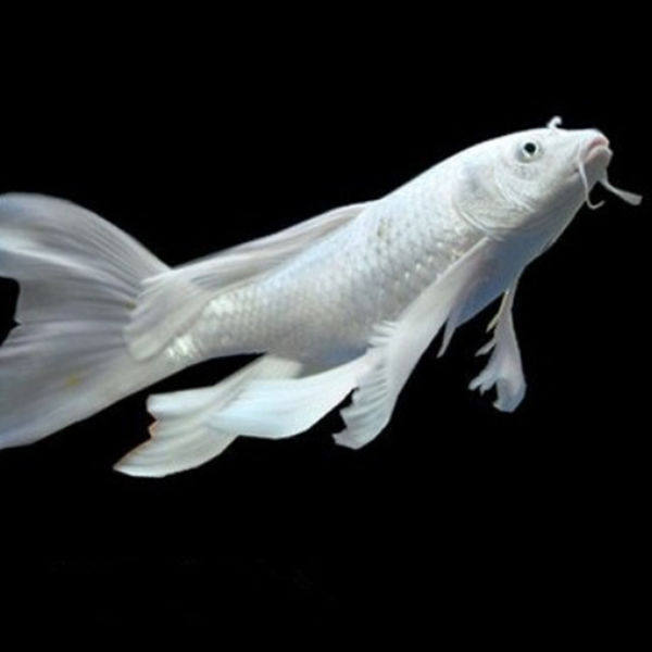 金凤凰龙凤锦鲤鱼活体冷水观赏鱼草金鱼小鱼活大型鱼红白三色长尾