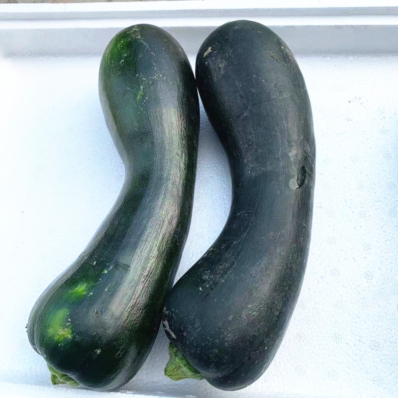 南瓜嫩青新鲜蔬菜长嫩青皮黑皮炒菜瓜果窝瓜南瓜