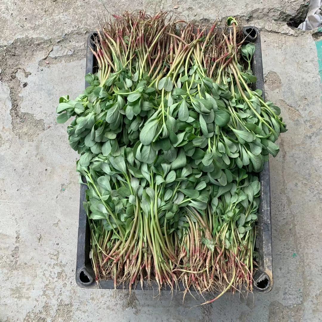 食用马齿苋菜新鲜野菜5斤马齿菜马蜂蚂蚁菜马其它