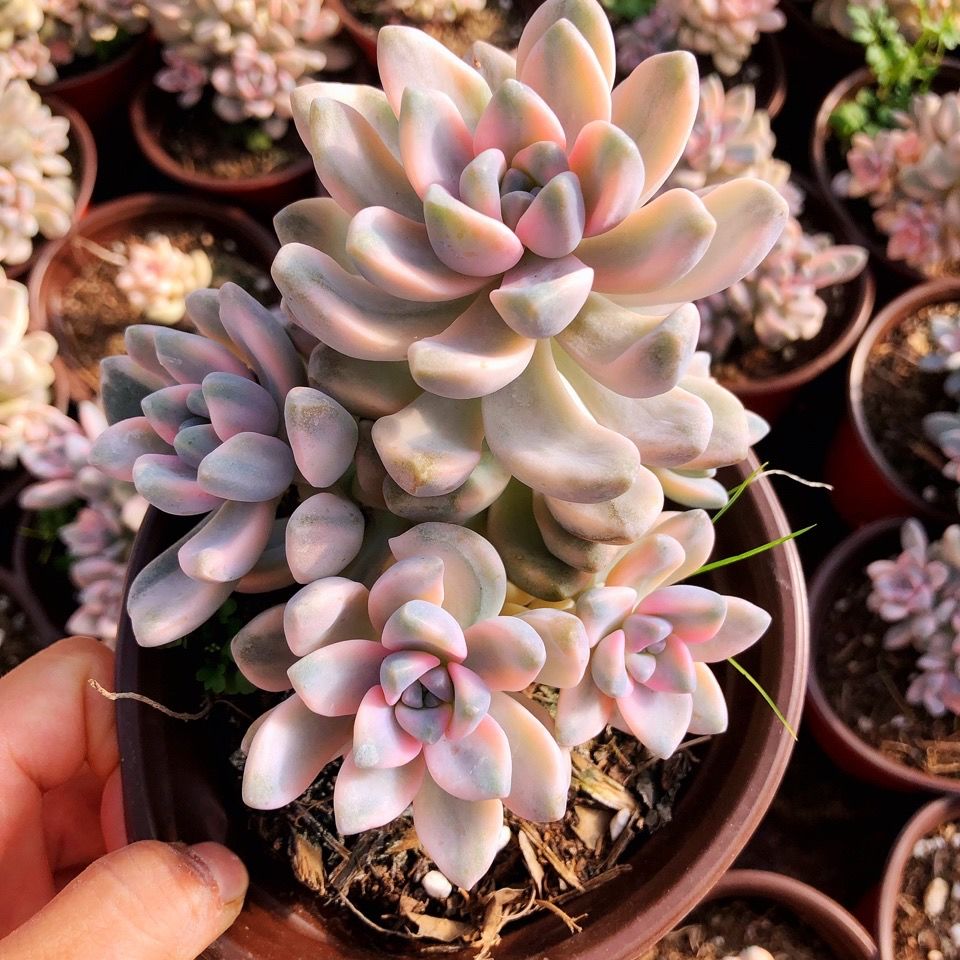 多肉美杏整桩多头群生植物精品控养状态防辐射多肉植物