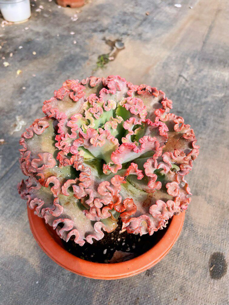 女王花笠老桩多肉云南基地露养花园庭院酒店多肉植物