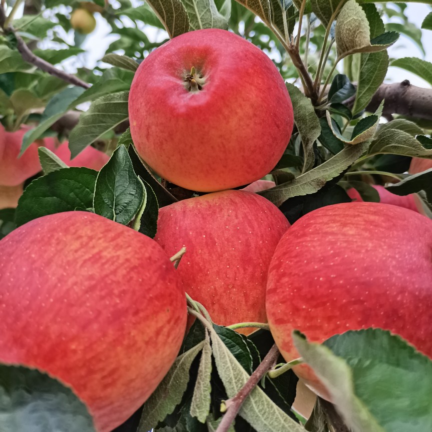 2023年头茬应季鲜果昭通糖心苹果红露特大礼盒苹果