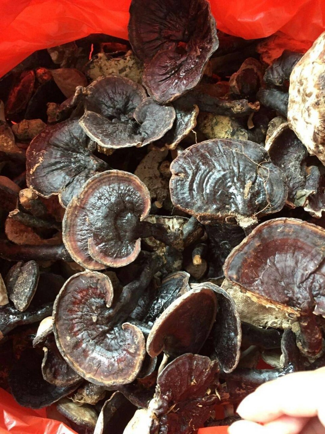 灵芝贵州纯野野生林芝一斤装级整枝切片泡酒整枝灵芝