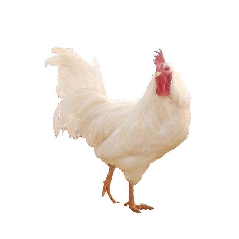 三年纯白无杂毛白公鸡活体包邮大白公鸡笨鸡草鸡童子鸡药引免运费