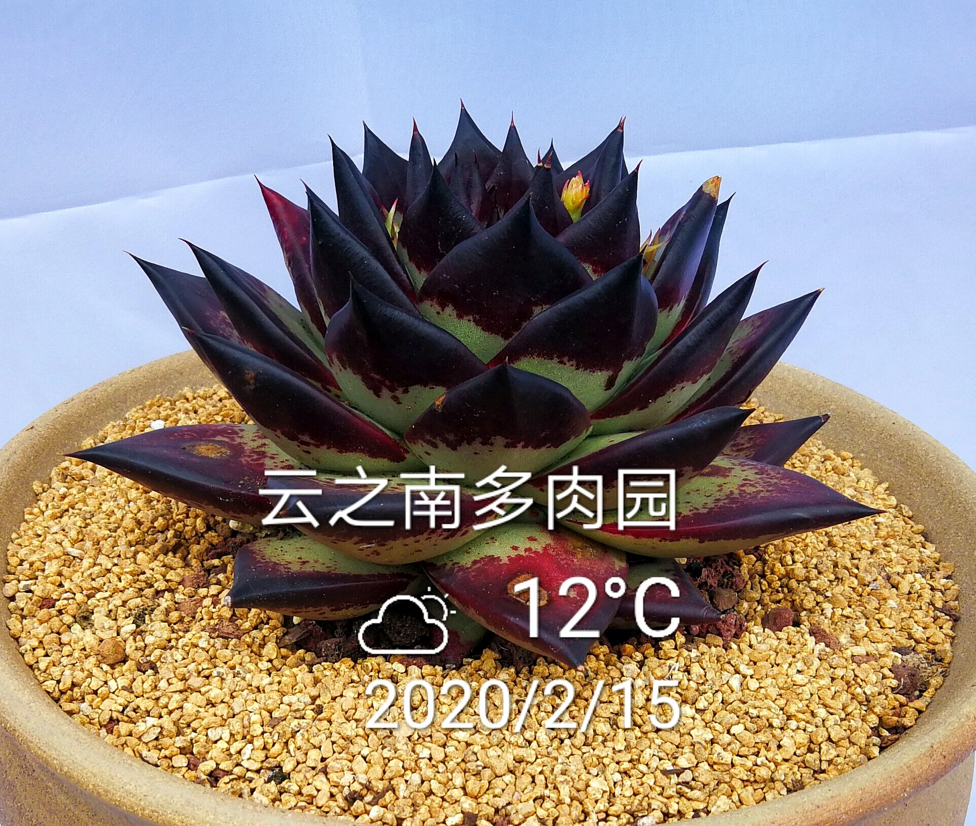 乌木1930黑檀汁多肉植物血背桃心美宽大株一物一拍云之南多肉园