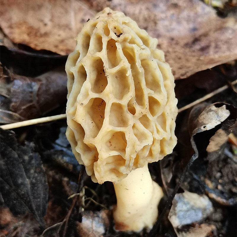 纯野野生羊肚特级山珍干货100克老少皆宜煲汤养身羊肚菌