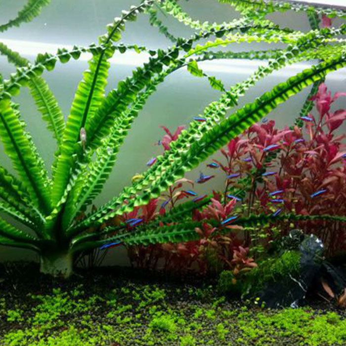 水草后景鱼缸造景活体植物龙鞭水下繁殖易养水草