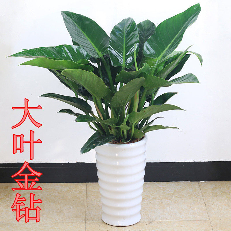 大金金钻盆栽室内客厅办公室绿植大叶红钻植物大型绿植