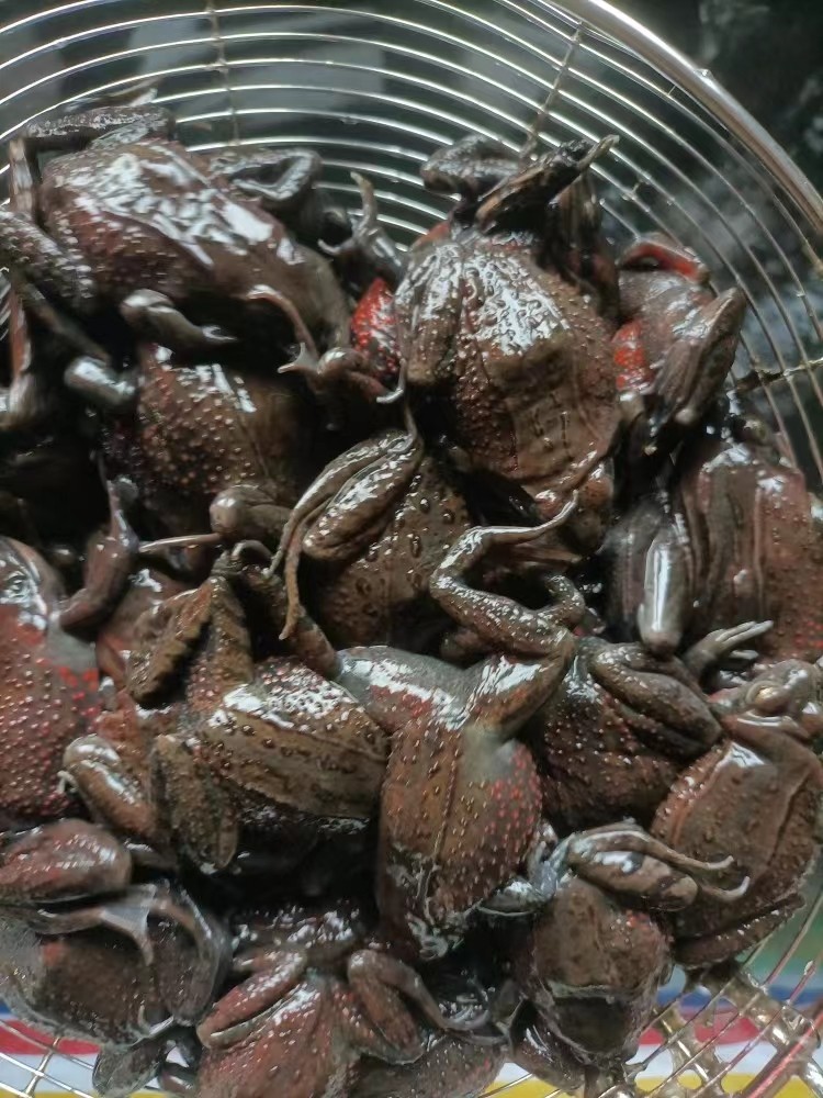 蛤蟆红肚石蛤蟆活体林蛙东北全国包邮一斤16只其它雪蛤制品