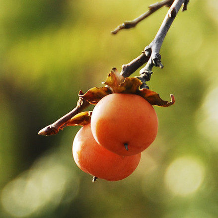 水色椑柿涩柿印染草木diy材料天然植物染料蜡染印染