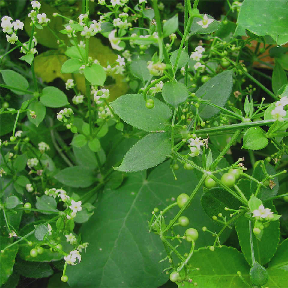 水色茜草印染草木diy材料天然植物染料绿色环保蜡染印染