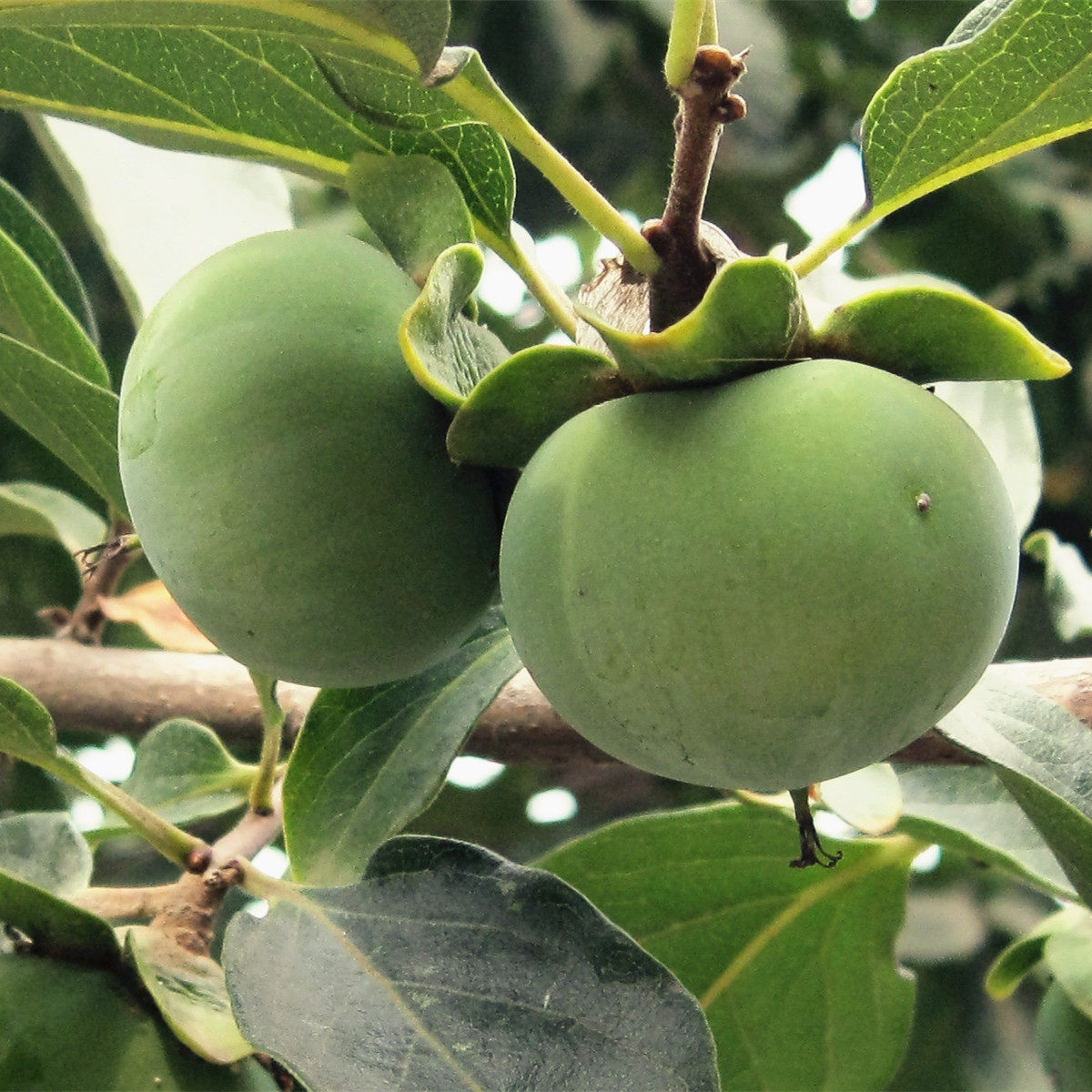 水色椑柿涩柿印染草木diy材料天然植物染料蜡染印染