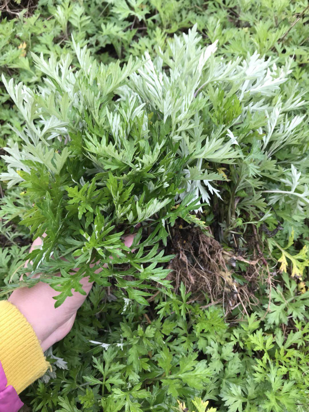 小叶艾草盆栽食用艾叶种植阳台野生花卉