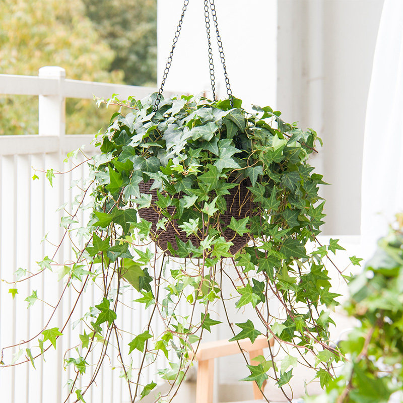 红豆园艺常春藤盆栽长藤垂吊藤蔓绿植植物花卉绿植