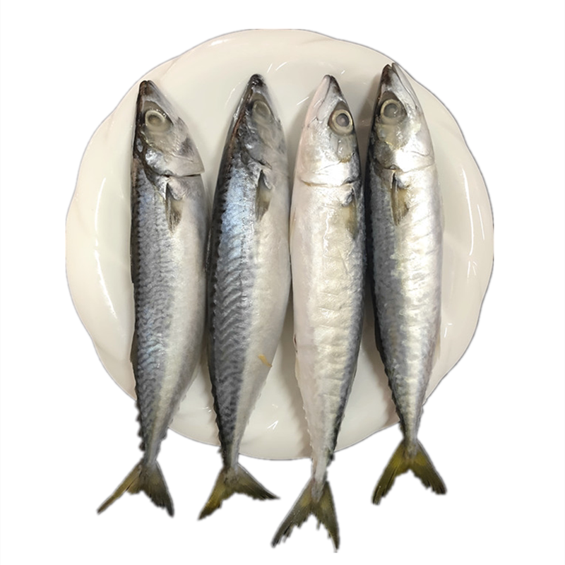 船冻占鱼20斤野生海新鲜海鲜冷冻青花青鱼小头马鲛鱼