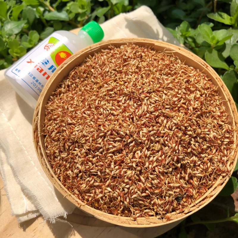 野生木莲籽木豆腐浙江诸暨特产莲子薜荔冰粉其它干货