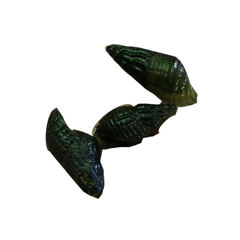 螺蛳活体青蛳藻螺原生清水工具草缸田螺螺