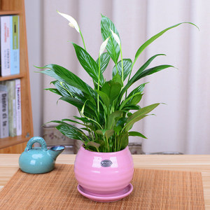 济南绿植南雅园花卉一帆风顺桌面盆栽120元免费送货大型绿植