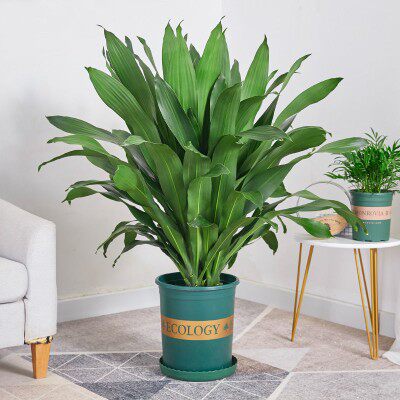 绿植大型盆栽青叶巴西西铁直板也门铁树商超绿植