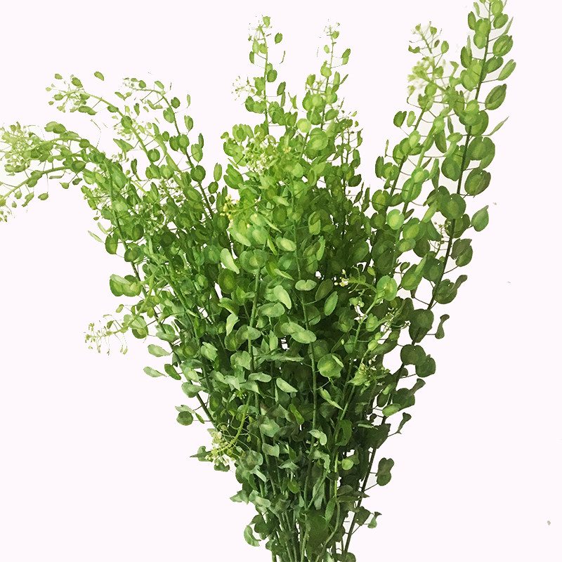 鲜花配草云南翠扇黄莺绿植婚礼婚庆配花花瓶鲜花速递同城