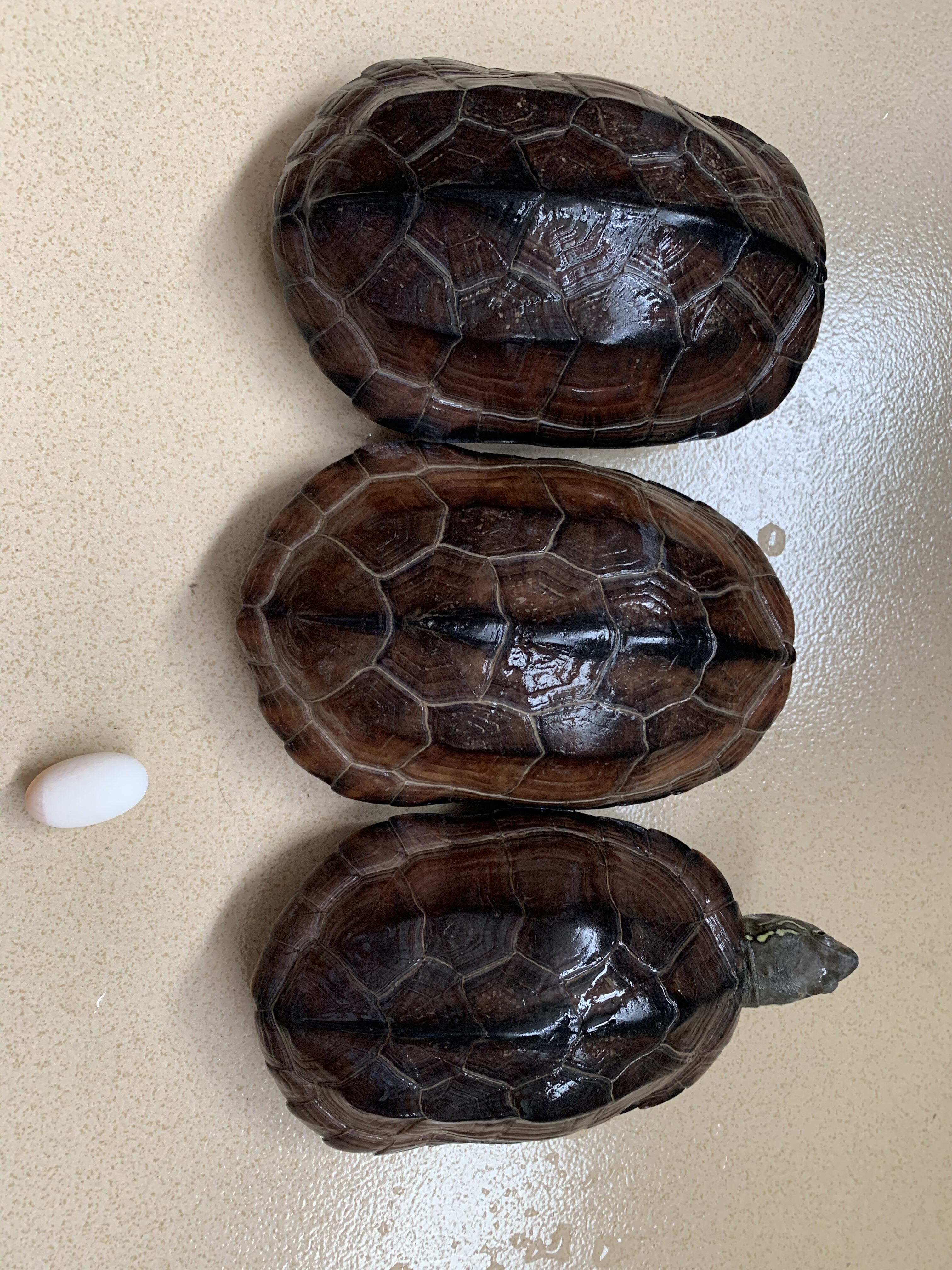 可食用下蛋母龟外塘肉龟鳄鱼中华草龟甲鱼水鱼龟