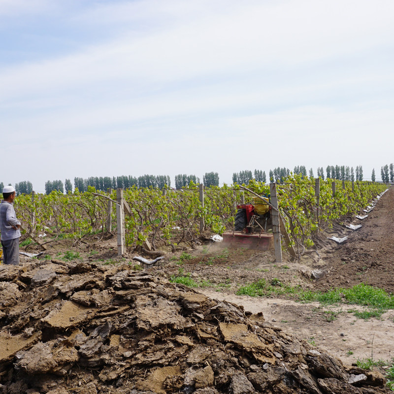 新疆特产四色混合装葡萄干提子无核白红香妃黑加仑树上黄500g包邮