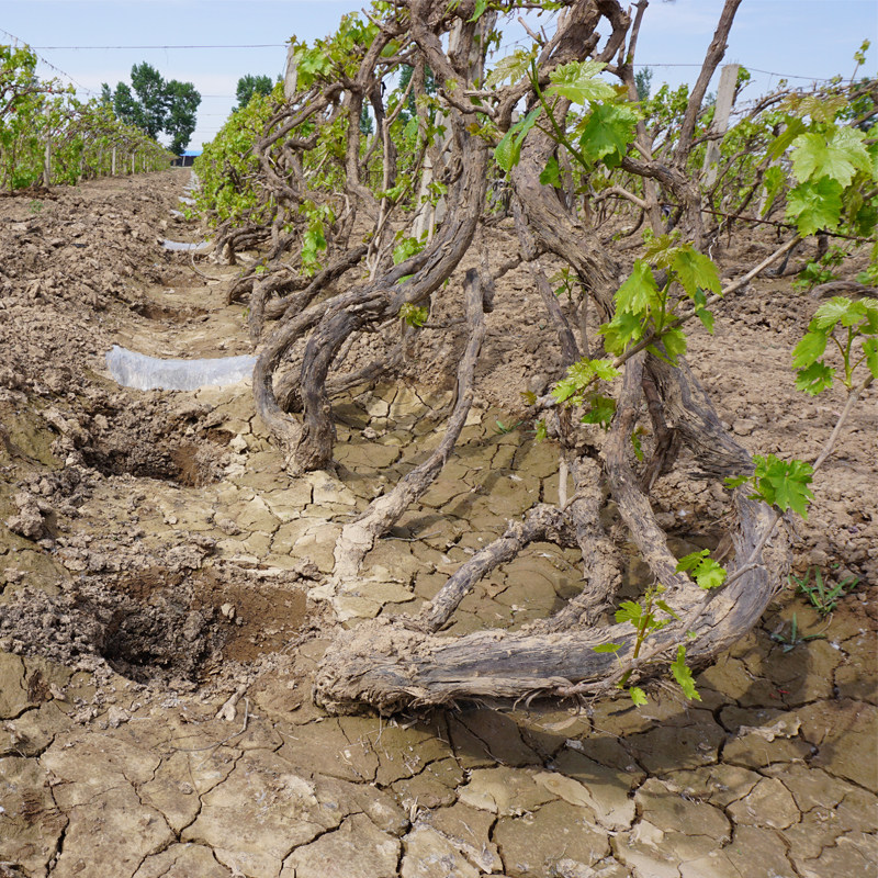 新疆特产黄葡萄干吐鲁番树上黄提子干孕妇办公室零食农家500g包邮
