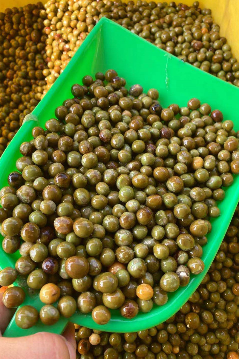 有点鸡头新鲜冷冻带壳果芡千年炉桥米头定远鸡头米