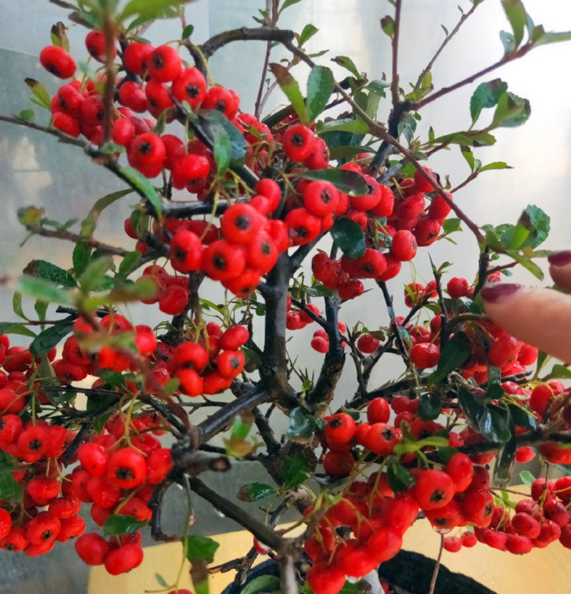 火棘沙棘盆景吉祥果盆栽满堂红树桩绿植植观植物绿植