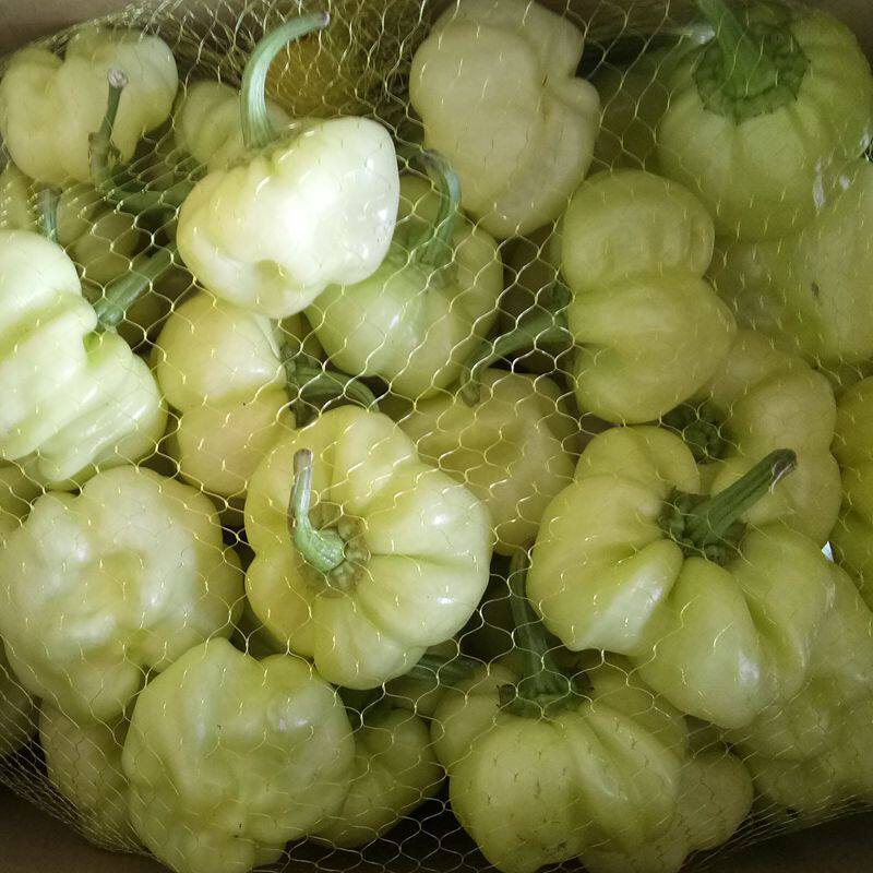 辣椒现摘灯笼大灯新鲜白玉顺丰包邮白辣椒广西其它