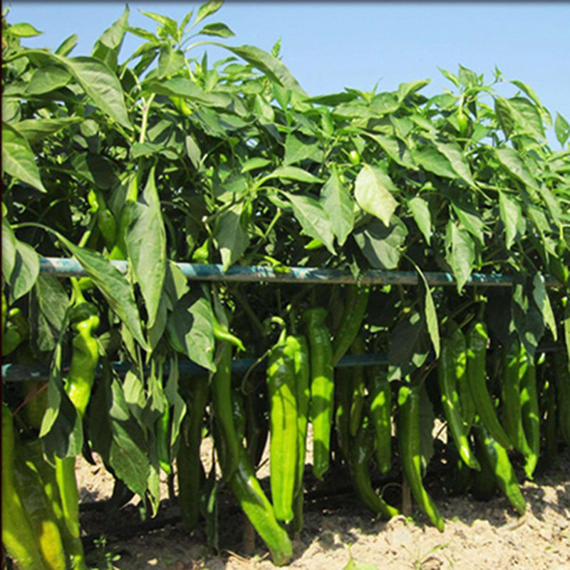 金刚山辣椒300g包邮延边特色朝鲜族风味泡菜袋装腌制