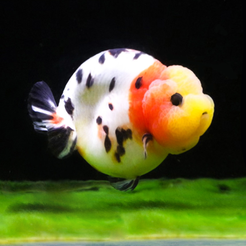 金鱼好养淡水兰寿精品鱼苗观赏鱼潘氏小尾国粹鱼