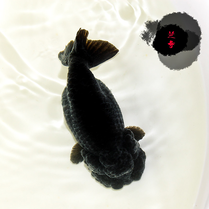 金鱼活体观赏鱼淡水鱼精品兰寿宠物潘氏黑色色兰鱼