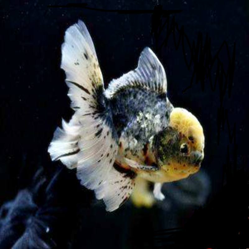 特色精品品花泰狮金鱼观赏鱼耐活活体鱼苗冷水鱼鱼