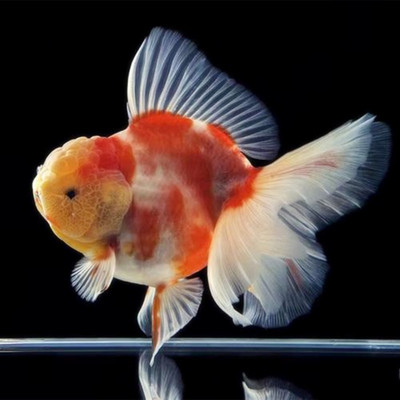 特色品花泰狮耐活活体冷水巨人淡水百褶鱼 原价18元 现价17.28元包邮