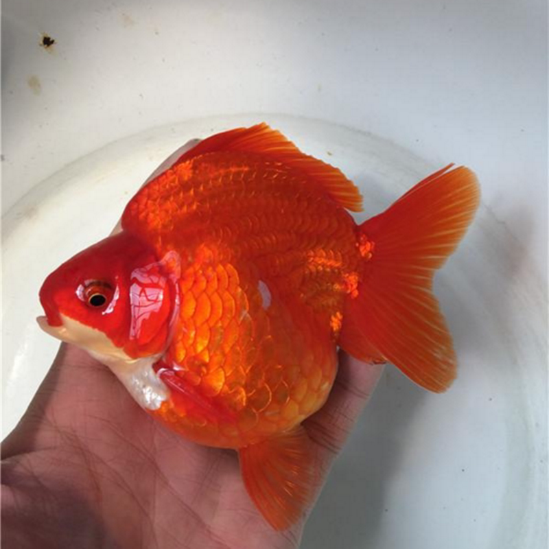 进店购买徐州金鱼养殖基地