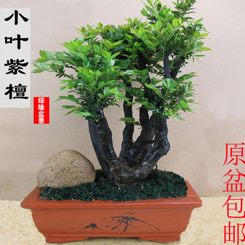 高档带瓷盆小叶紫檀盆景树桩室内植物盆栽花卉绿植